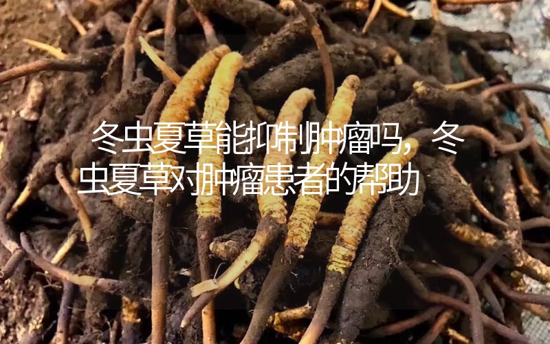 冬蟲夏草能抑制腫瘤嗎？冬蟲夏草對(duì)腫瘤患者的幫助