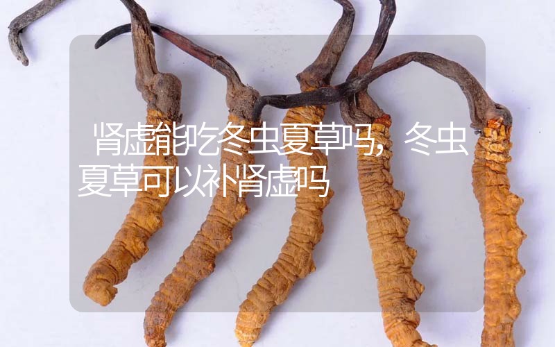 腎虛能吃冬蟲夏草嗎，冬蟲夏草可以補(bǔ)腎虛嗎？
