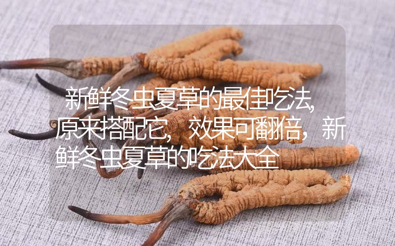 新鮮冬蟲夏草的最佳吃法,原來搭配它,效果可翻倍，新鮮冬蟲夏草的吃法大全