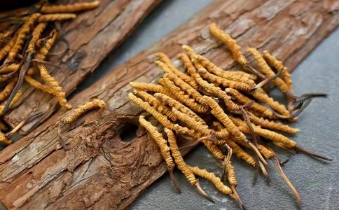 冬蟲(chóng)夏草多少錢一克，哪個(gè)地區(qū)的質(zhì)量比較可靠呢
