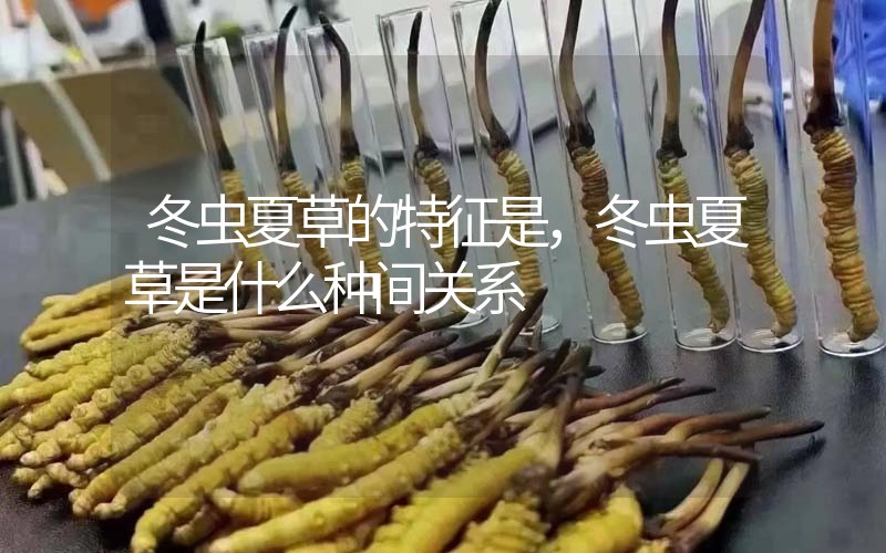 冬蟲夏草的特征是，冬蟲夏草是什么種間關(guān)系