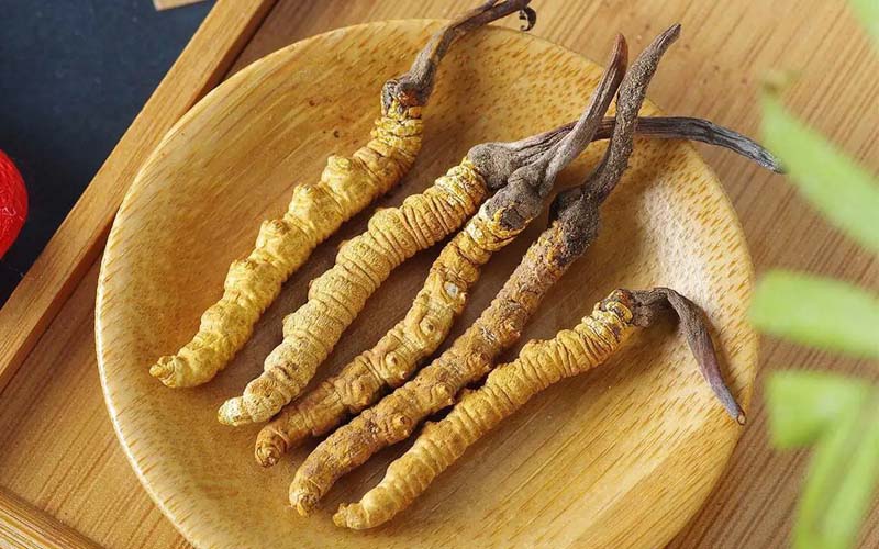 冬蟲夏草作用可以調節(jié)身體肝臟功能嗎？