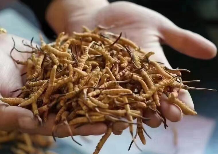 蟲(chóng)草就是冬蟲(chóng)夏草嗎?對(duì)人體有哪些好處?如何避免買到假貨?