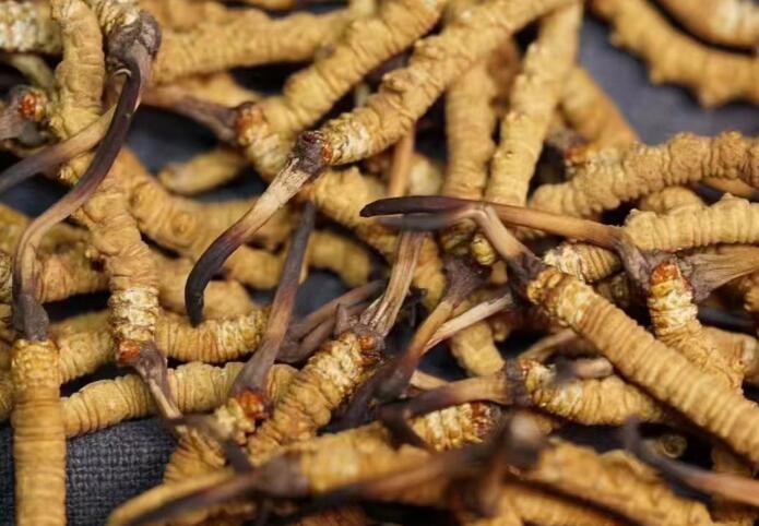 蟲(chóng)草和冬蟲(chóng)夏草區(qū)別，冬蟲(chóng)夏草跟涼山蟲(chóng)草的區(qū)別