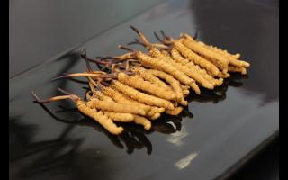 不合格的冬蟲夏草有哪些？