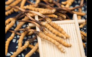 哪個(gè)產(chǎn)地的冬蟲(chóng)夏草好？