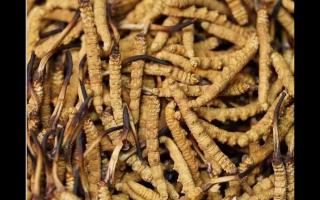 食用冬蟲夏草不能忽視量效關系？