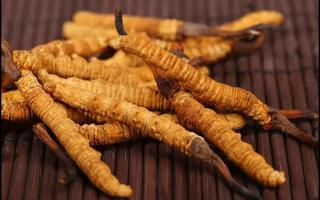 新鮮的冬蟲夏草怎么保存不會變質(zhì)？
