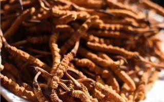冬蟲夏草的行業(yè)術(shù)語，讓販子不敢在騙你