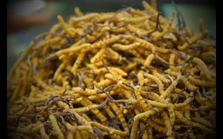 如何正確保存與使用冬蟲夏草產(chǎn)品？