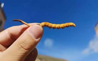 冬蟲(chóng)夏草：自然界的珍貴寶藏！