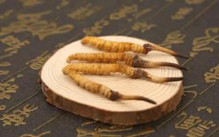 新鮮的冬蟲夏草可以存放多長時(shí)間？