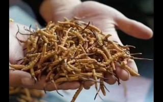 冬蟲(chóng)夏草的干度對(duì)價(jià)格的影響！