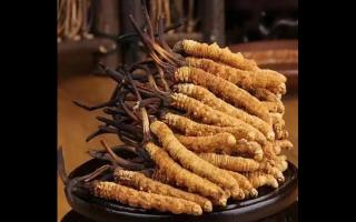 冬蟲夏草比較全的知識解答，吃蟲草的了解一下！
