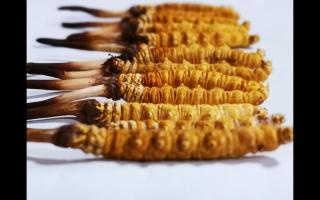 冬蟲夏草里為何會有斷草、牙簽草、癟草之類的！