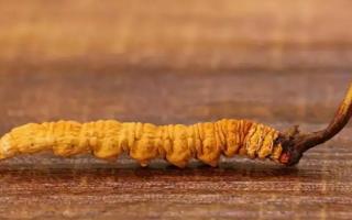 冬蟲(chóng)夏草粉如何吃？與整根吃有何不同？