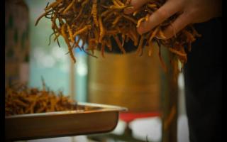 不同產(chǎn)地冬蟲夏草的價(jià)格差別大嗎？