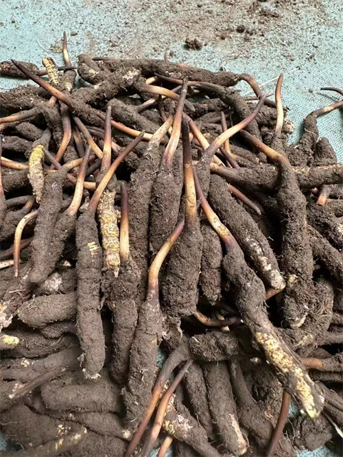 手術(shù)后能否食用冬蟲(chóng)夏草？專家解答與術(shù)后康復(fù)建議