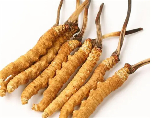 男人適合食用冬蟲(chóng)夏草嗎？冬蟲(chóng)夏草的藥用價(jià)值