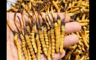珍草王冬蟲(chóng)夏草是真的嗎？揭秘珍稀藥材的真相