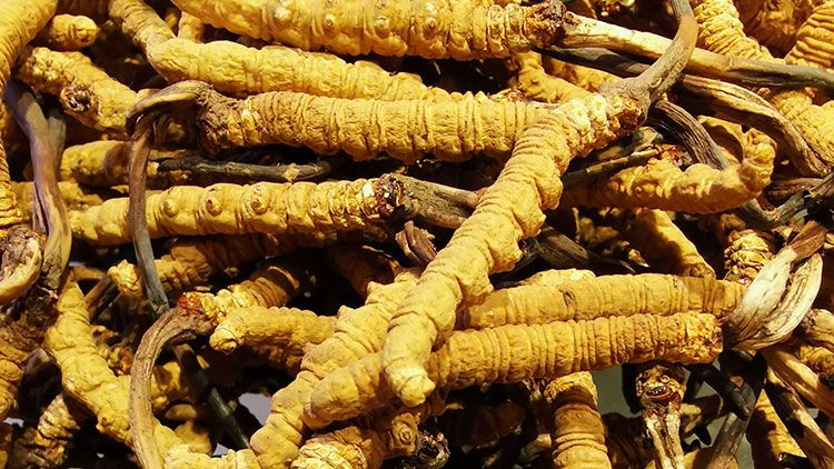 冬蟲夏草是什么味道？揭秘“軟黃金”的獨特風味