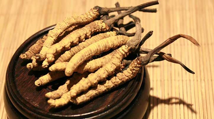 冬蟲夏草的價格一克：為何如此昂貴？