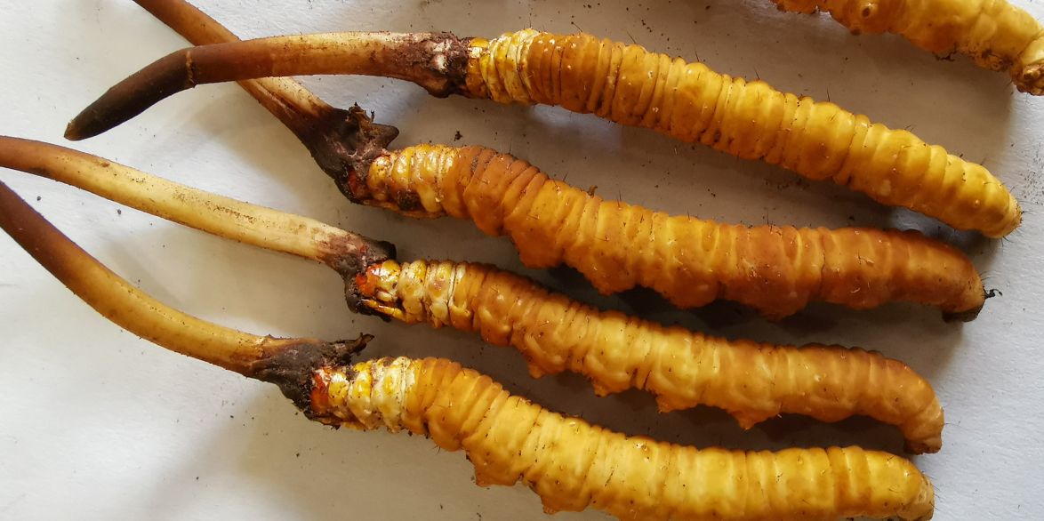 冬蟲夏草泡酒最佳配方：滋補(bǔ)養(yǎng)生，強(qiáng)身健體