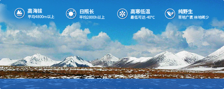 為什么說(shuō)西藏那曲的冬蟲(chóng)夏草，是品質(zhì)最好的蟲(chóng)草！