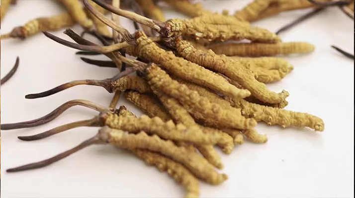 水溫決定營(yíng)養(yǎng)！冬蟲(chóng)夏草鮮草泡水溫度全解析?
