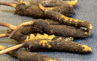 冬蟲夏草鮮草怎么吃？科學(xué)用量指南