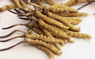 水溫決定營(yíng)養(yǎng)！冬蟲(chóng)夏草鮮草泡水溫度全解析?