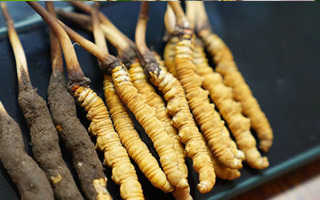 冬蟲夏草鮮草吃多久？科學(xué)食用周期與效果解析