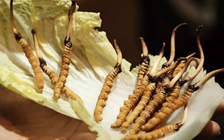 冬蟲夏草：干草與鮮草的終極對(duì)比，哪種更適合你？