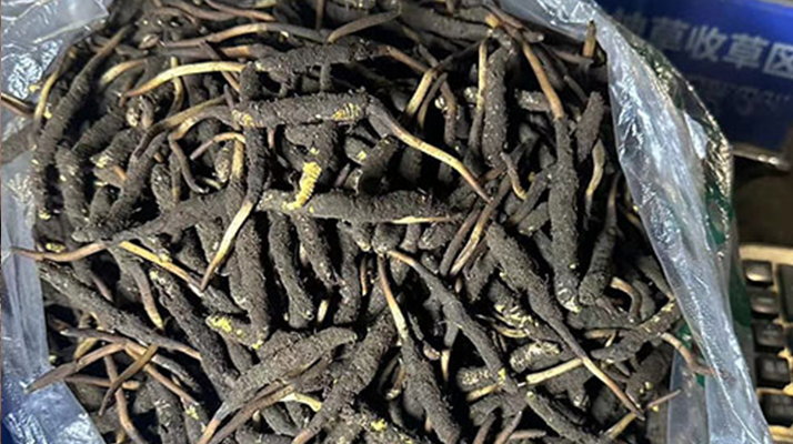冬蟲夏草可以吃鮮的嗎？一文為你揭秘