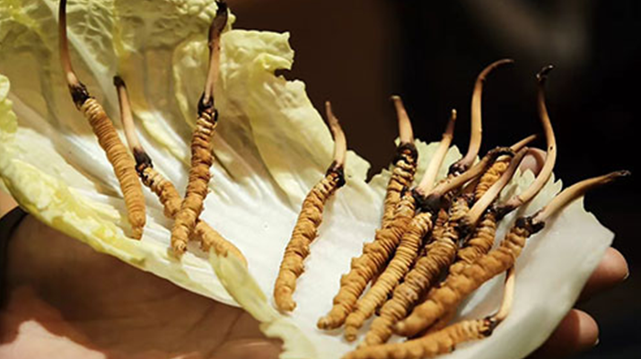 冬蟲夏草：鮮草與干草誰更勝一籌？