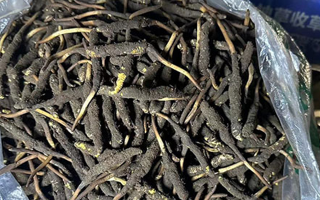 冬蟲夏草可以吃鮮的嗎？一文為你揭秘