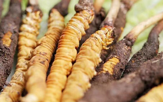 冬蟲(chóng)夏草：曬干食用還是鮮食更優(yōu)？