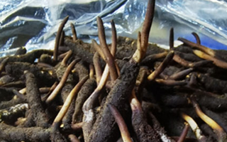 冬蟲夏草鮮草能不能泡酒？科學(xué)解析與實用指南