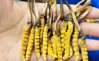 鮮冬蟲(chóng)夏草出水怎么辦？實(shí)用處理指南
