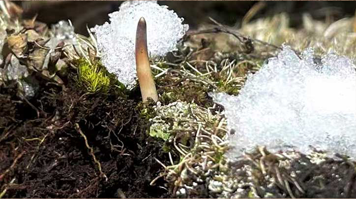 探秘雪域珍寶：最大的新鮮<a href=http://m.metalcommando.com/ target=_blank class=infotextkey><a href=http://m.metalcommando.com/s/nqcc/ target=_blank class=infotextkey>那曲冬蟲夏草</a></a>