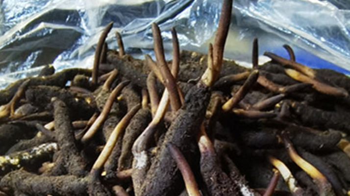 新鮮冬蟲夏草能放多久吃？一文掌握儲存與食用期限