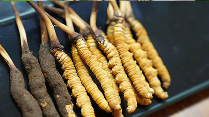鮮冬蟲夏草什么季節(jié)最好？滋補時機大揭秘