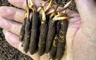 3000 條蟲草一克是幾只？深入解析蟲草規(guī)格與重量關系? ? ? ?