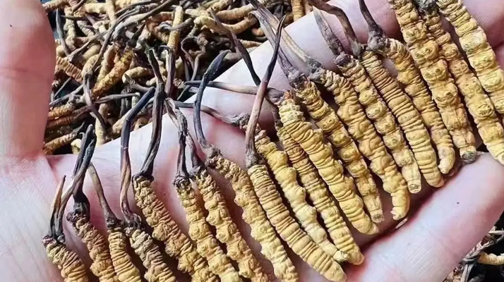 冬蟲(chóng)夏草怎么吃？最全食用指南與科學(xué)建議?