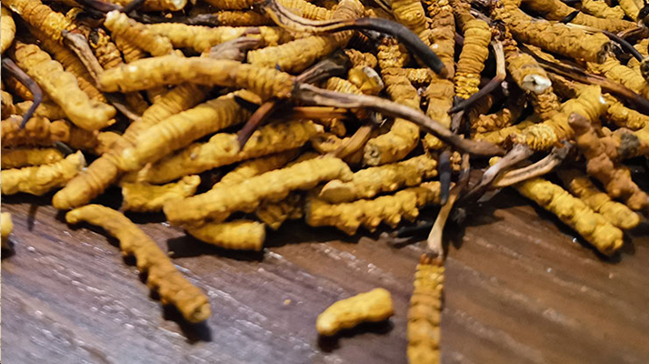 斷的冬蟲夏草有效果嗎？一文揭開真相