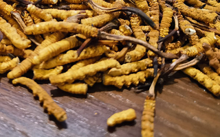 斷的冬蟲夏草有效果嗎？一文揭開真相