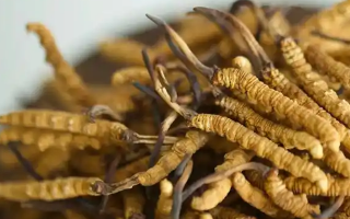 冬蟲夏草特級多少錢一克？多因素交織下的價格探秘