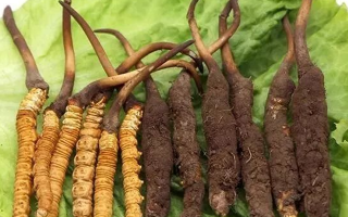 吃新鮮冬蟲夏草后拉肚子？原因與應(yīng)對(duì)方法解析