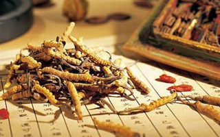 冬蟲夏草是什么長成的？揭秘其獨特的生長歷程
