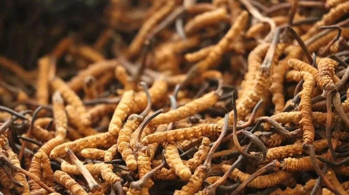 冬蟲夏草服用的五個(gè)常見誤區(qū)，很多人都中招了！